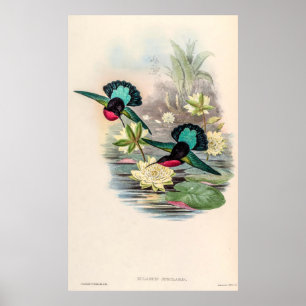Vintage Hummingbirds by John Gould Poster