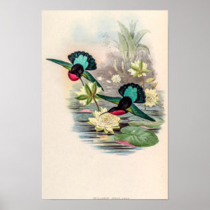 Vintage Hummingbirds by John Gould Poster