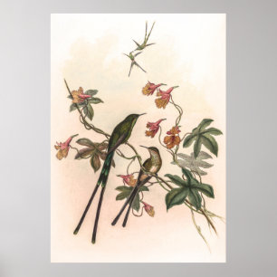 Vintage Hummingbirds by John Gould Poster
