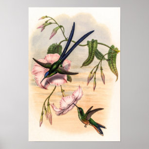 Vintage Hummingbirds by John Gould Poster