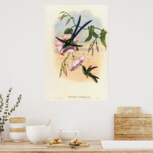 Vintage Hummingbirds by John Gould Poster