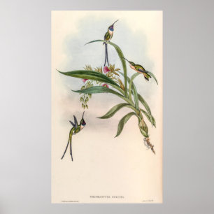 Vintage Hummingbirds by John Gould Poster