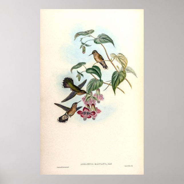 Vintage Hummingbirds by John Gould Poster (Front)
