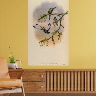Vintage Hummingbirds by John Gould Poster