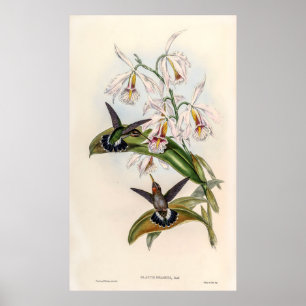 Vintage Hummingbirds by John Gould Poster