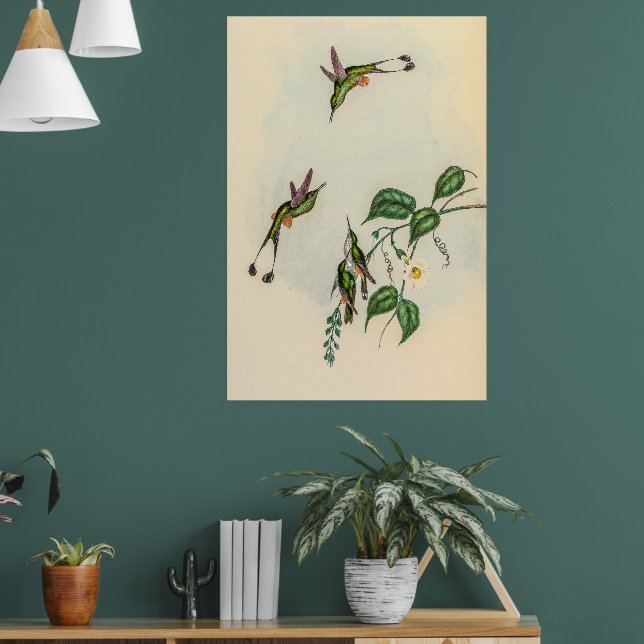 Vintage Hummingbirds by John Gould Poster (Living Room 1)