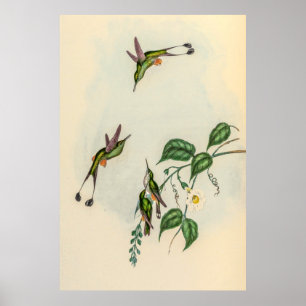 Vintage Hummingbirds by John Gould Poster