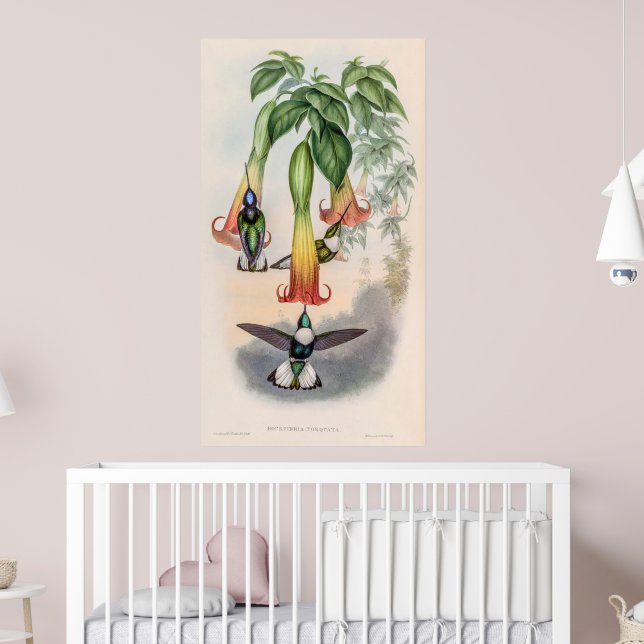 Vintage Hummingbirds by John Gould Poster (Nursery 2)