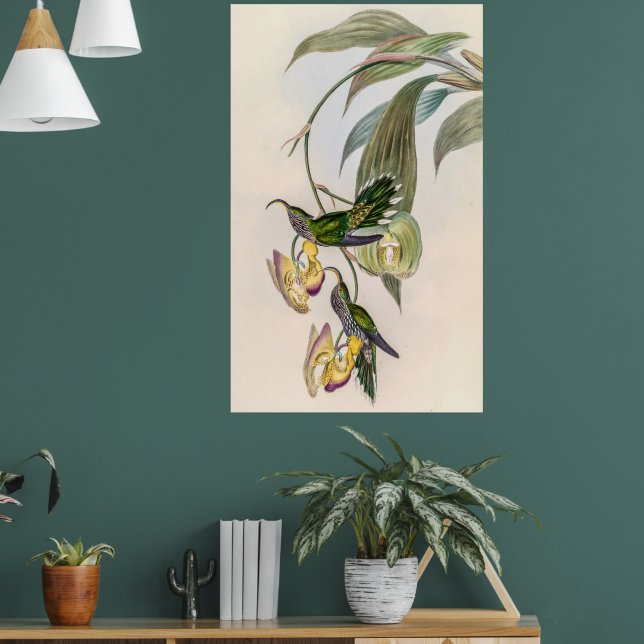 Vintage Hummingbirds by John Gould Poster (Living Room 1)