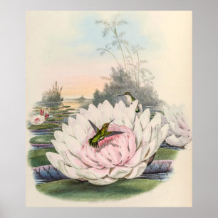 Vintage Hummingbirds by John Gould Poster