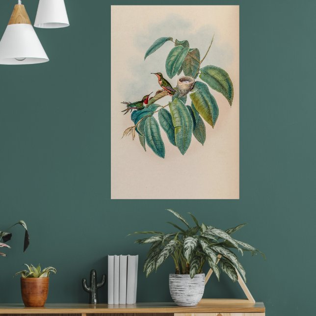 Vintage Hummingbirds by John Gould Poster (Living Room 1)