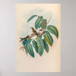 Vintage Hummingbirds by John Gould Poster