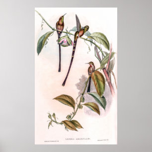 Vintage Hummingbirds by John Gould Poster