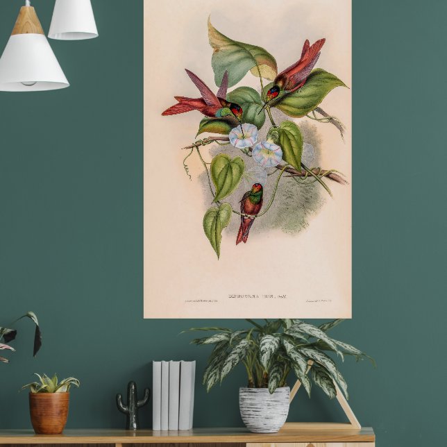 Vintage Hummingbirds by John Gould Poster (Living Room 1)