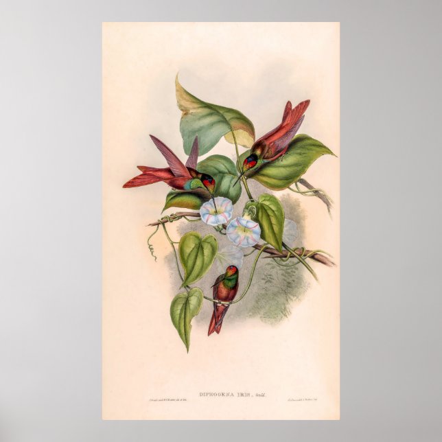 Vintage Hummingbirds by John Gould Poster (Front)