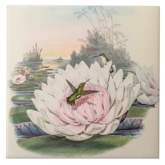 Vintage Hummingbirds by John Gould Tile (Front)
