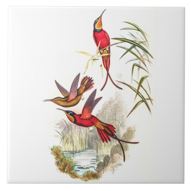 Vintage Hummingbirds by John Gould Tile (Front)