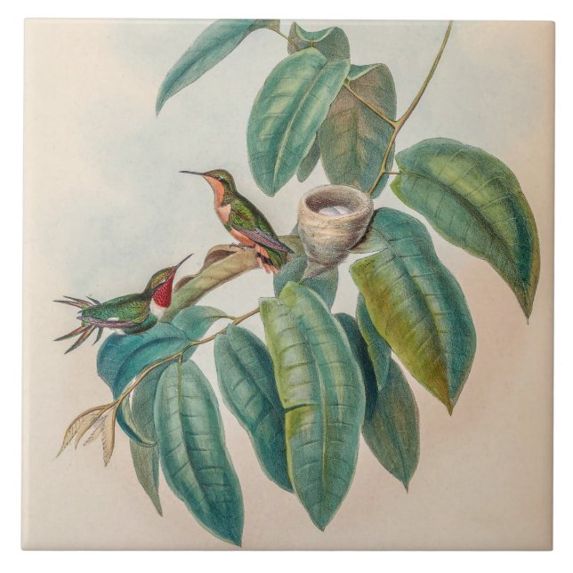 Vintage Hummingbirds by John Gould Tile (Front)