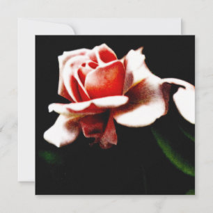 Vintage Hybrid Tea Rose Botanical