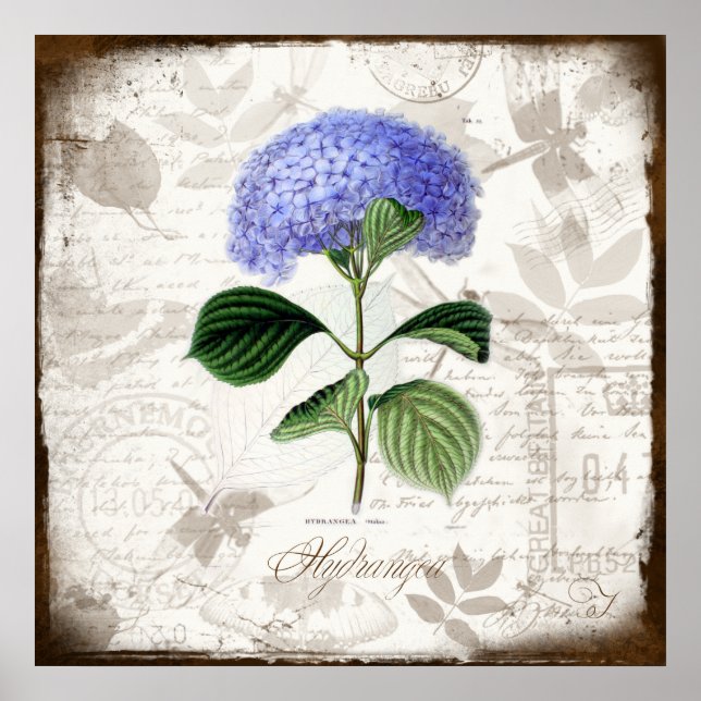 Vintage Hydrangea Poster (Front)