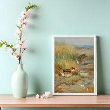 Vintage illustrated snipe birds, Birds