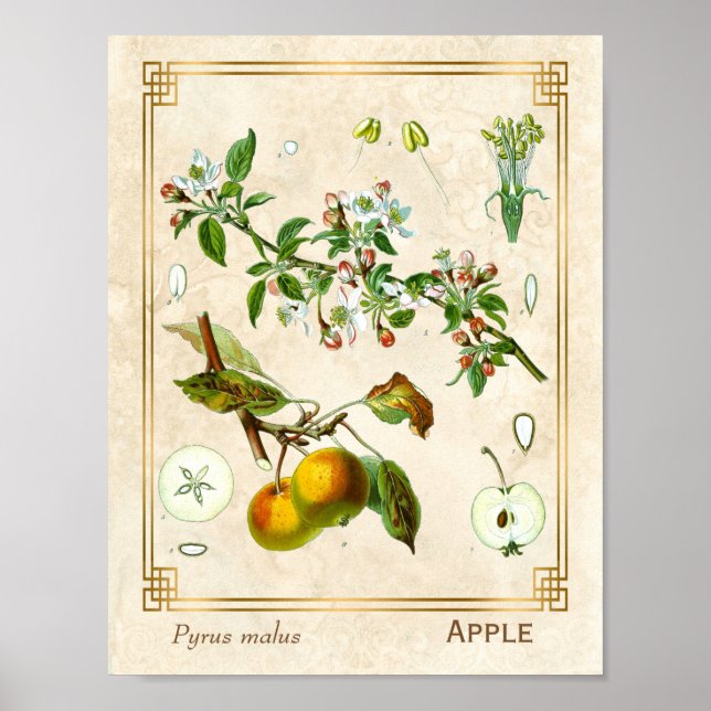 Vintage Illustration Apple Fruit Botanical Floral Poster (Front)