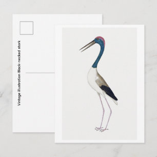 Vintage illustration Black-necked stork  Postcard