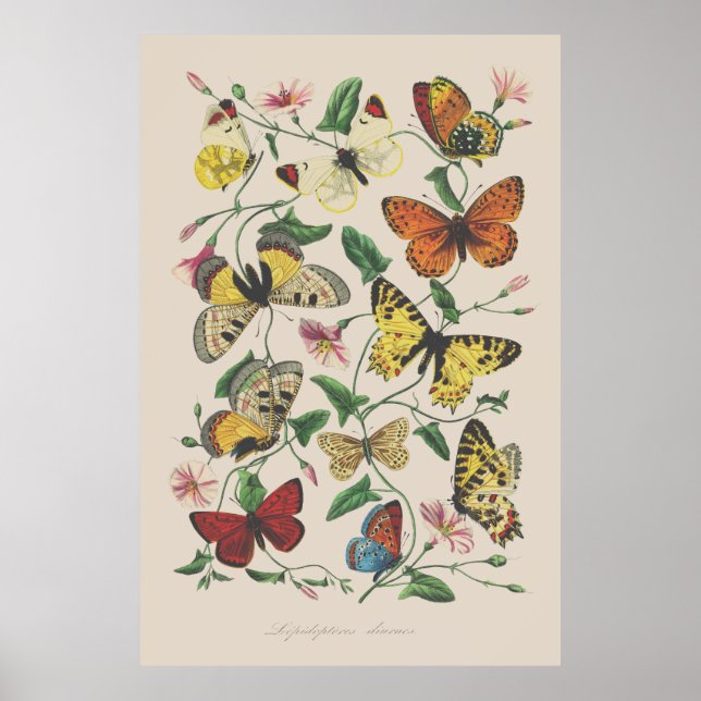 Vintage illustration butterflies wall art (Front)
