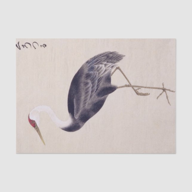 Vintage illustration: Common crane Tissue Paper (Front)