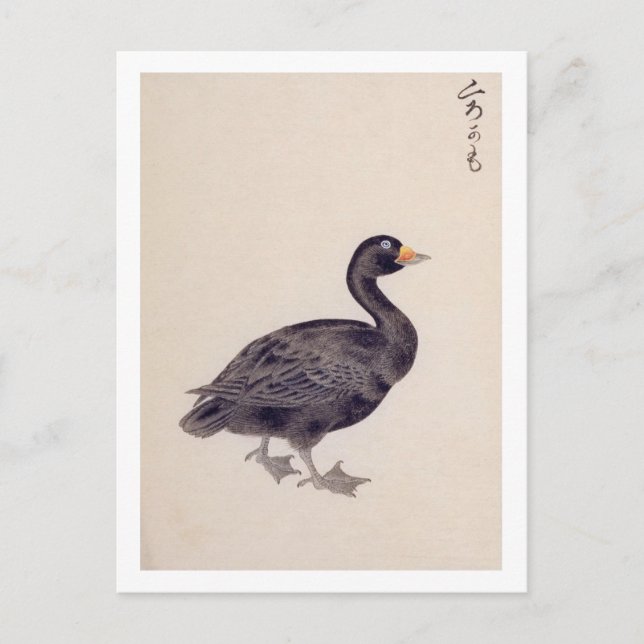 Vintage illustration: Common scoter Postcard (Front)