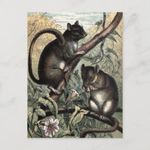Vintage Illustration: Dormouse Postcard
