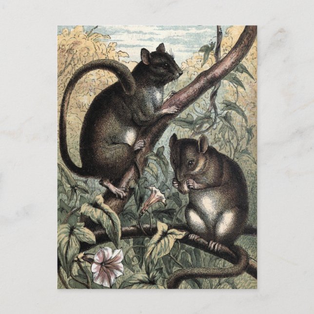 Vintage Illustration: Dormouse Postcard (Front)