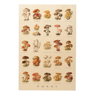 Vintage illustration edible non-edible mushrooms wood wall art