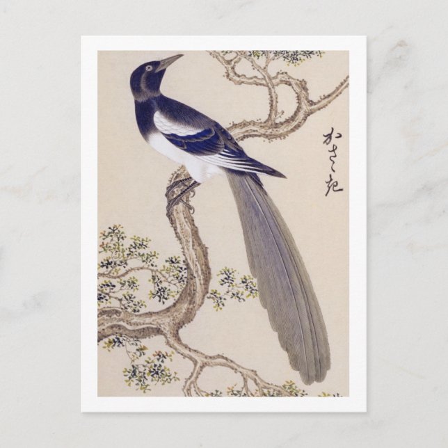 Vintage illustration: Eurasian magpie Postcard (Front)