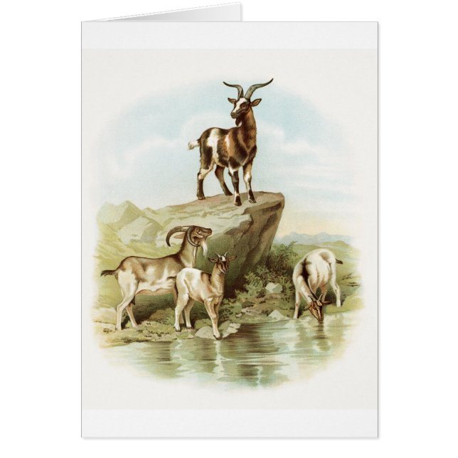 Vintage Illustration - Goats Near a Pond, (Front)