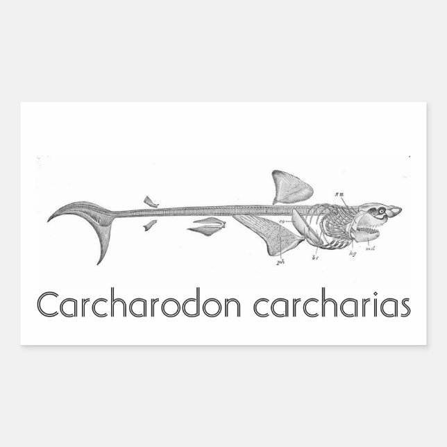 Vintage illustration - Great White Shark skeleton Rectangular Sticker (Front)