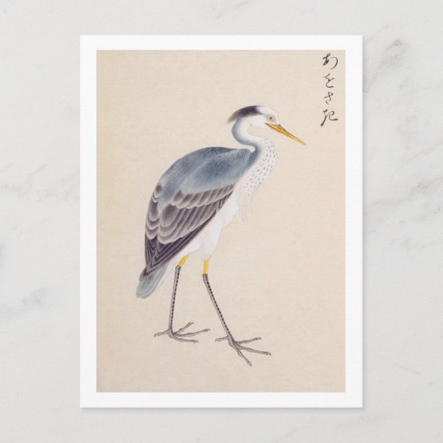 Vintage illustration: Grey heron Postcard (Front)