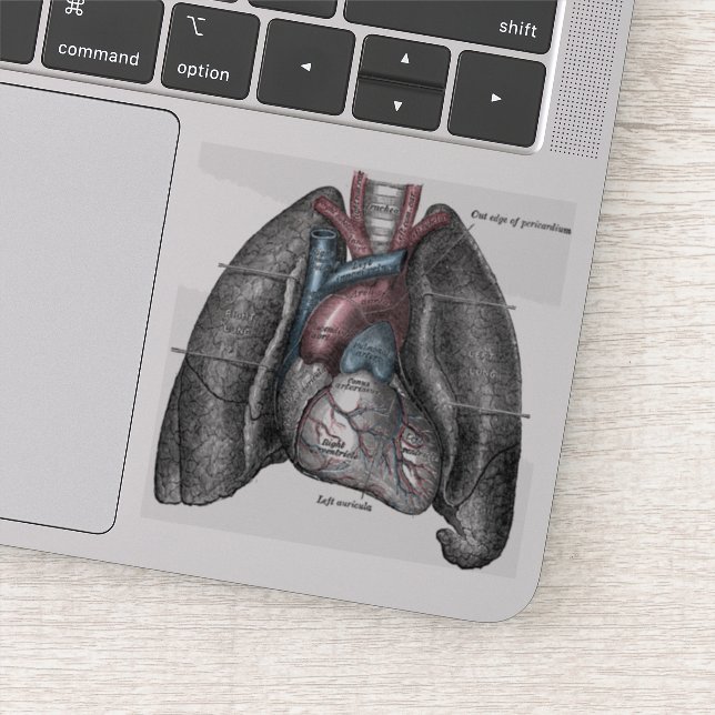 Vintage Illustration Grey's Anatomy Heart Lungs (Detail)