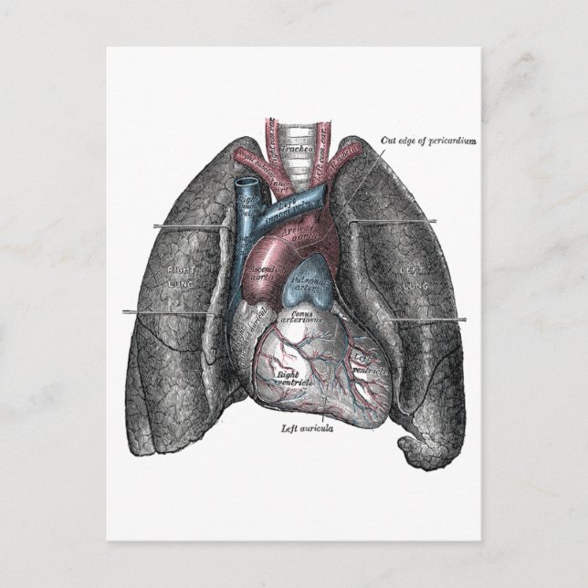 Vintage Illustration Grey's Anatomy Heart Lungs Postcard (Front)