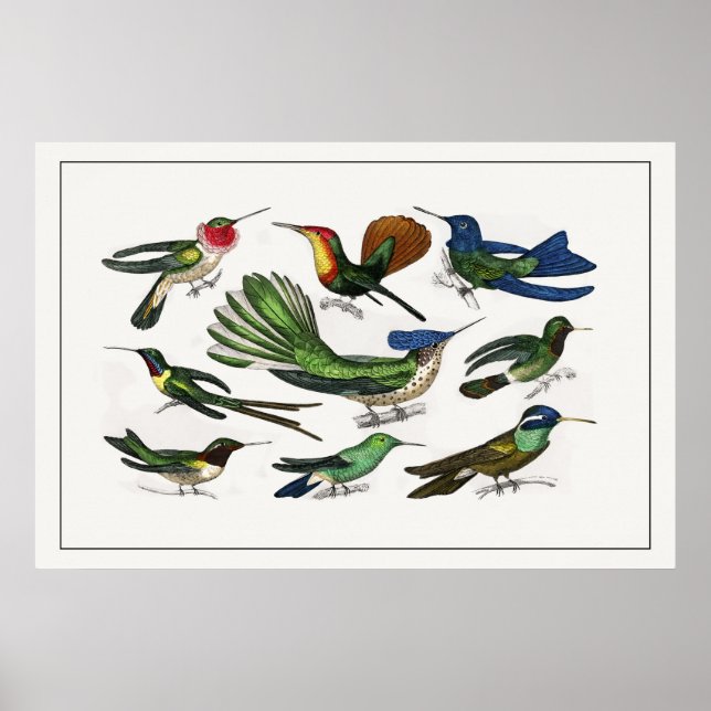 Vintage Illustration Hummingbird Poster (Front)