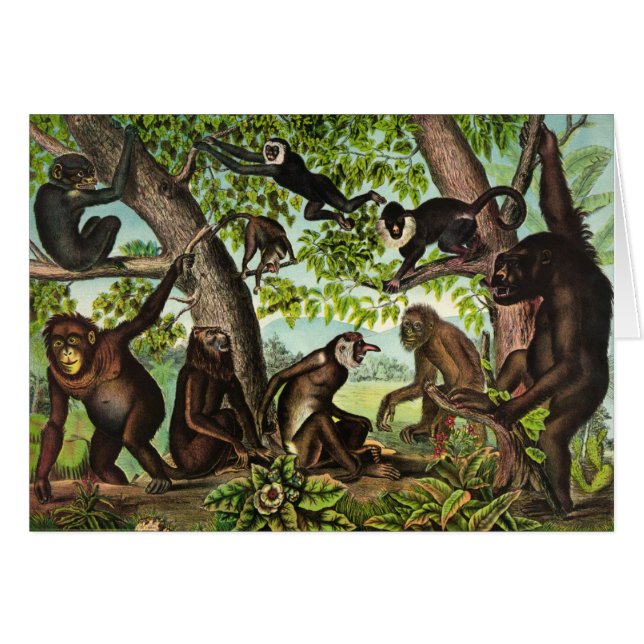 Vintage Illustration - Monkey Jungle, (Front Horizontal)
