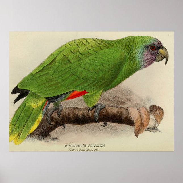Vintage Illustration of a Green Parrot (1901) Poster (Front)
