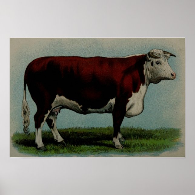 Vintage illustration of a Hereford cow Poster (Front)