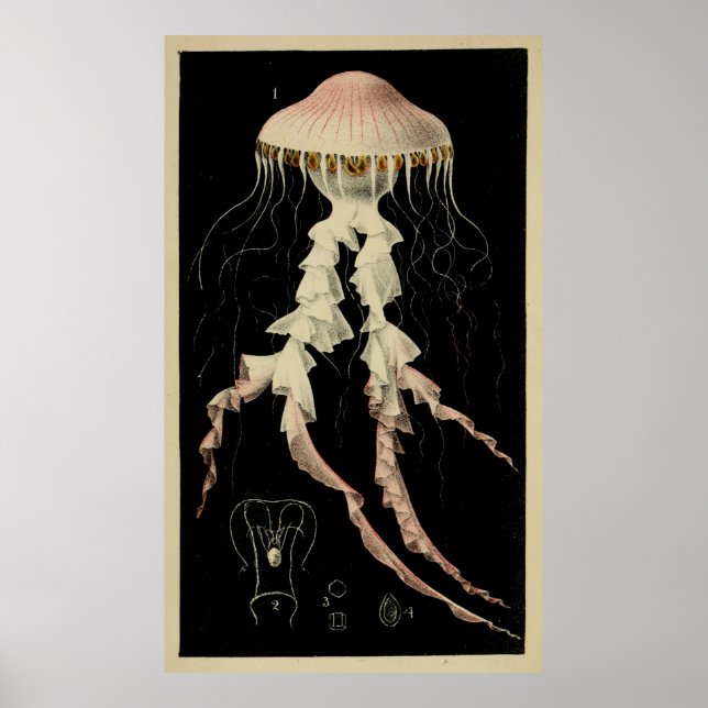 Vintage Illustration of a Jellyfish (1853) Poster (Front)