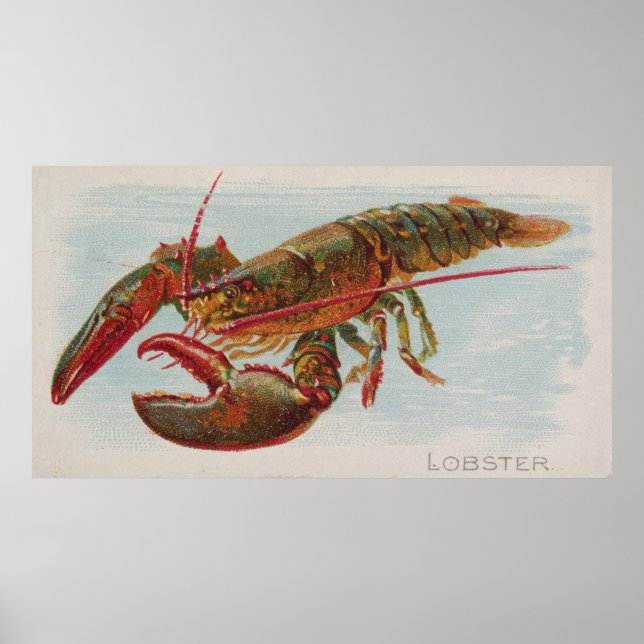 Vintage Illustration of a Lobster (1889) Poster (Front)