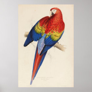 Vintage Illustration of a Macaw Parrot (1832) Poster