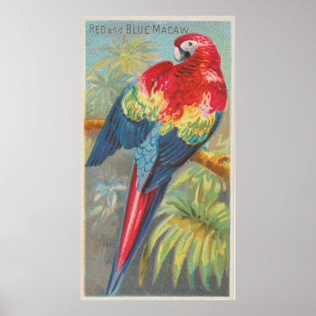 Vintage Illustration of a Macaw Parrot (1889) Poster (Front)