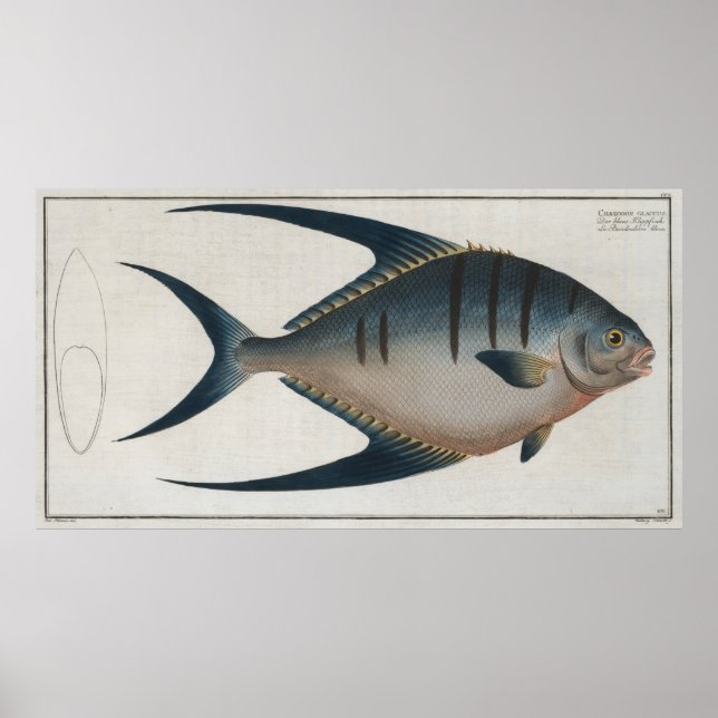 Vintage Illustration of a Palometa Fish (1785) Poster (Front)