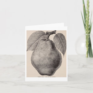 Vintage Illustration Of A Pear 1893 Sticker Card