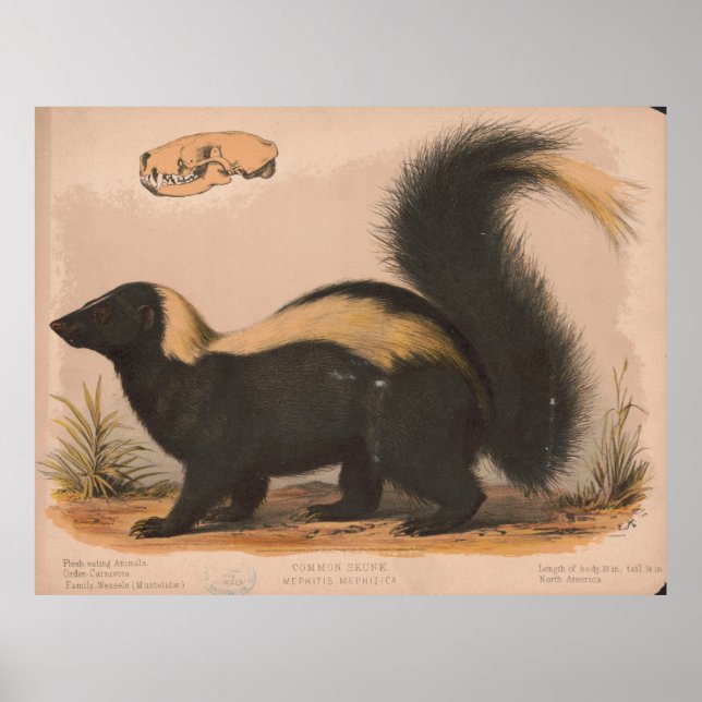 Vintage Illustration of a Skunk (1874) Poster (Front)